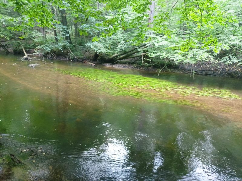 IMG-20220819-WA0010